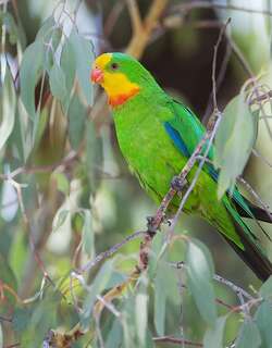 靓鹦鹉 / Superb Parrot / Polytelis swainsonii