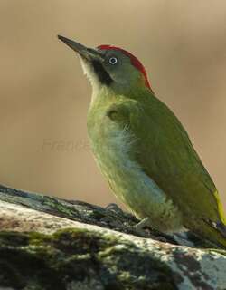 利氏绿啄木鸟 / Levaillant’s Woodpecker / Picus vaillantii
