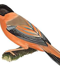 黑顶奇鹛 / Rufous Sibia / Heterophasia capistrata