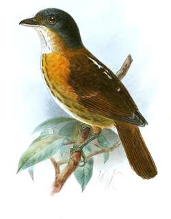 灰头阔嘴鸟 / Grey-headed Broadbill / Smithornis sharpei