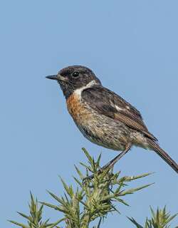 欧洲石䳭 / European Stonechat / Saxicola rubicola