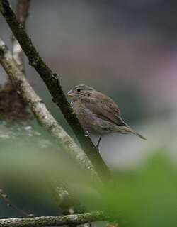 暗色草雀 / Dull-colored Grassquit / Asemospiza obscura
