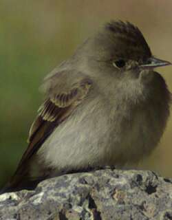 西绿霸鹟 / Western Wood Pewee / Contopus sordidulus