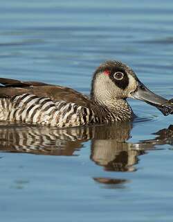红耳鸭 / Pink-eared Duck / Malacorhynchus membranaceus