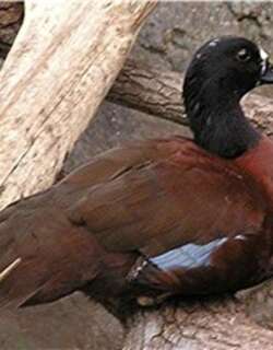 黑头凫 / Hartlaub’s Duck / Pteronetta hartlaubii