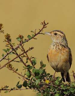 红翅歌百灵 / Red-winged Lark / Mirafra hypermetra
