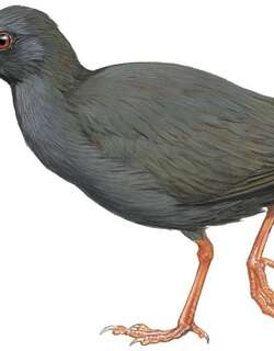 卡拉杨秧鸡 / Calayan Rail / Gallirallus calayanensis