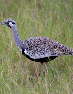 灰黑腹鸨 / Hartlaub’s Bustard / Lissotis hartlaubii
