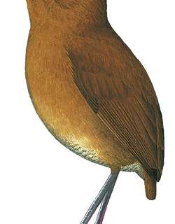 栗蚁鸫 / Chestnut Antpitta / Grallaria blakei