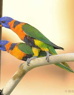 红领彩虹鹦鹉 / Red-collared Lorikeet / Trichoglossus rubritorquis