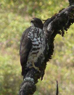 山鵟 / Mountain Buzzard / Buteo oreophilus