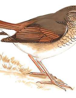 红尾歌鸲 / Rufous-tailed Robin / Larvivora sibilans