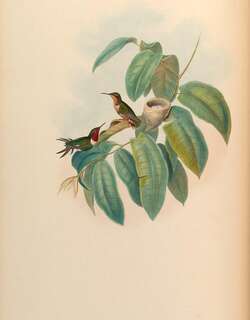 棕尾林蜂鸟 / Rufous-shafted Woodstar / Chaetocercus jourdanii