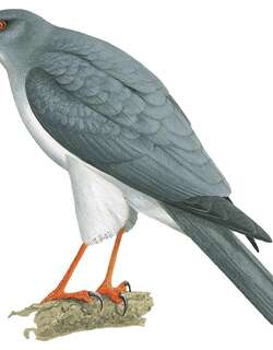灰头鹰 / New Britain Goshawk / Accipiter princeps
