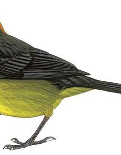 比尔卡班巴薮雀 / Vilcabamba Brushfinch / Atlapetes terborghi