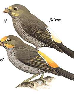 黄腰响蜜䴕 / Yellow-rumped Honeyguide / Indicator xanthonotus