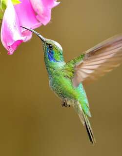 绿紫耳蜂鸟 / Mexican Violetear / Colibri thalassinus