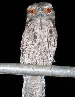 云斑蟆口鸱 / Marbled Frogmouth / Podargus ocellatus