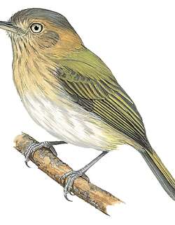 黄喉哑霸鹟 / Buff-throated Tody-Tyrant / Hemitriccus rufigularis