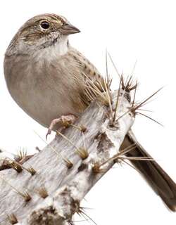 卡氏猛雀鹀 / Cassin’s Sparrow / Peucaea cassinii
