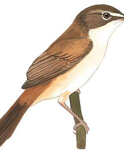 钝翅苇莺 / Blunt-winged Warbler / Acrocephalus concinens