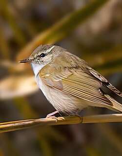 库页岛柳莺 / Sakhalin Leaf Warbler / Phylloscopus borealoides