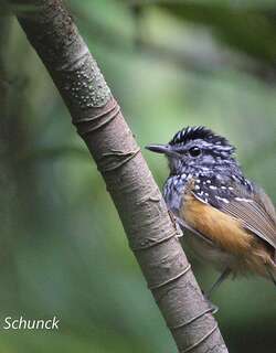马尼科雷歌蚁鸟 / Manicore Warbling Antbird / Hypocnemis rondoni