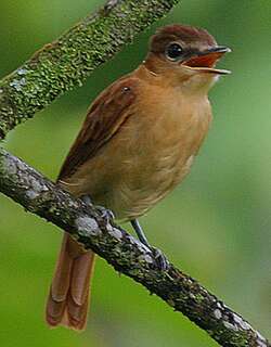 桂红厚嘴霸鹟 / Cinnamon Becard / Pachyramphus cinnamomeus