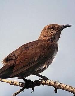 弯嘴嘲鸫 / Curve-billed Thrasher / Toxostoma curvirostre
