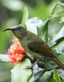 绿花蜜鸟 / Olive Sunbird / Cyanomitra olivacea