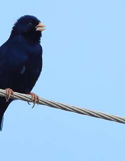 暗色维达雀 / Purple Indigobird / Vidua purpurascens