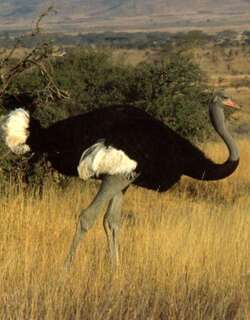 索马里鸵鸟 / Somali Ostrich / Struthio molybdophanes