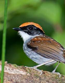 黑颊食蚊鸟 / Black-cheeked Gnateater / Conopophaga melanops