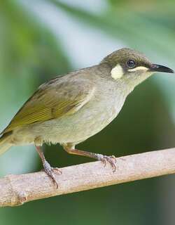黄斑吸蜜鸟 / Yellow-spotted Honeyeater / Meliphaga notata