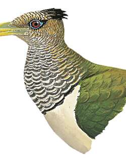 鳞鸡鹃 / Scaled Ground Cuckoo / Neomorphus squamiger