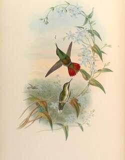 翘嘴蜂鸟 / Fiery-tailed Awlbill / Avocettula recurvirostris