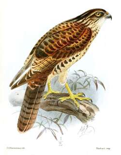 斑鹰 / Pied Goshawk / Accipiter albogularis