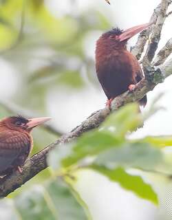 栗鹟䴕 / Purus Jacamar / Galbalcyrhynchus purusianus