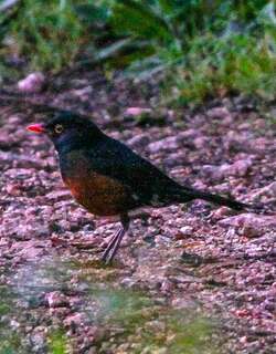 红腹鸫 / La Selle Thrush / Turdus swalesi