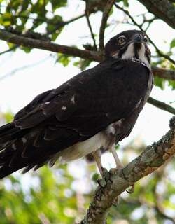 食蝠鸢 / Bat Hawk / Macheiramphus alcinus