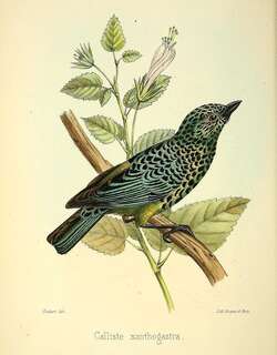 黄腹唐加拉雀 / Yellow-bellied Tanager / Ixothraupis xanthogastra