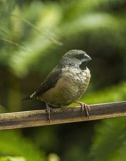 马岛文鸟 / Madagascan Mannikin / Lepidopygia nana