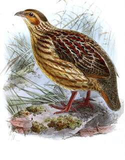 灰纹鹧鸪 / Grey-striped Spurfowl / Pternistis griseostriatus