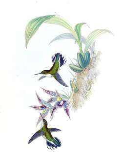 厄瓜多尔斑尾蜂鸟 / Ecuadorian Piedtail / Phlogophilus hemileucurus