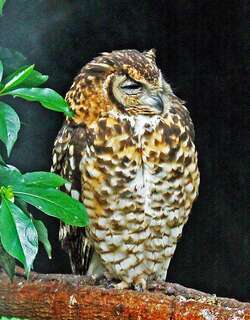海角雕鸮 / Cape Eagle-Owl / Bubo capensis