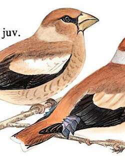 锡嘴雀 / Hawfinch / Coccothraustes coccothraustes