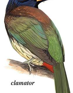 大拟啄木鸟 / Great Barbet / Psilopogon virens