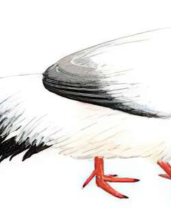 白马鸡 / White Eared Pheasant / Crossoptilon crossoptilon