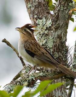 纵纹鹃 / Striped Cuckoo / Tapera naevia