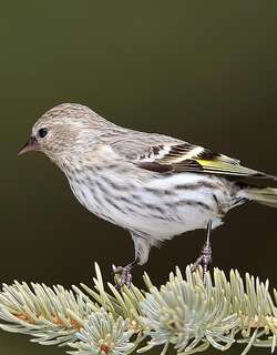 松金翅雀 / Pine Siskin / Spinus pinus